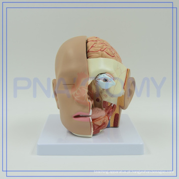 PNT-1632 modelo de anatomia de cabeça humana de alta qualidade com